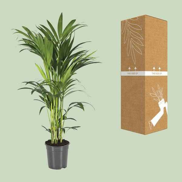Image of Kentiapalme Howea Forsteriana – Ø21cm – ↕110cm – Pflegeleichte Zimmerpalme mit luftreinigend-2