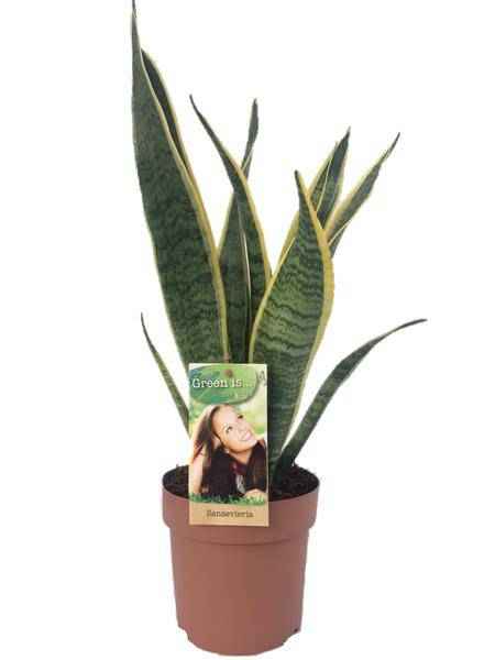Image of Bogenhanf – Sansevieria Laurentii – Zimmerpflanze – Ø14cm – ↕50cm – pflegeleichte Luftreiniger – Pflanze – dekorative Schwiegermutterzunge