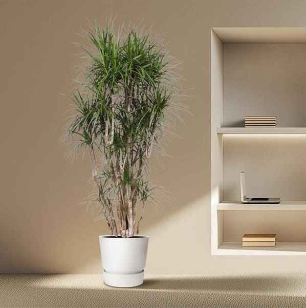 Image of Drachenbaum Dracaena Marginata – 220cm hoch – Ø40cm – Exotische Zimmerpflanze mit grünen Blättern & roten Rändern – pflegeleicht – für Zimmer & Büro-3