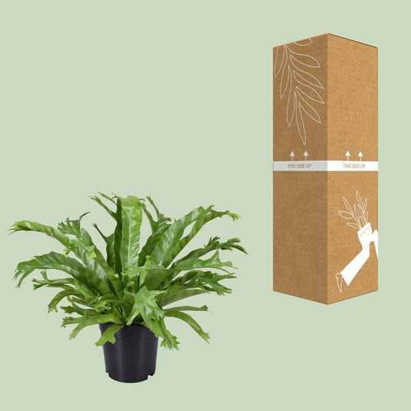 Image of Nestfarn Asplenium Nidus Crissie Zimmerpflanze Ø17cm ↕40cm – pflegeleichte Grünpflanze für Wohnzimmer, Büro & helle Standorte kaufen-2