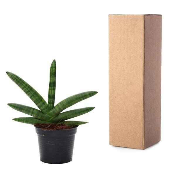 Image of Sansevieria Skyline – Bogenhanf – Zimmerpflanze – Höhe ca. 25cm – Ø10,5cm – Pflegeleichte Grünpflanze für Innenräume
