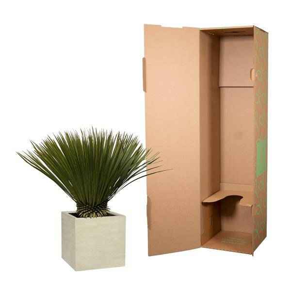 Image of Palmlilie Yucca Rostrata Zimmerpflanze Ø30cm ↕70cm – pflegeleichte Grünpflanze für Wohnzimmer, Büro & helle Standorte kaufen-2