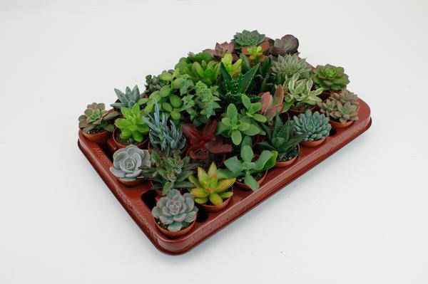 Image of Sukkulenten Mix Ø5,5cm – pflegeleichtes Pflanzen Set für Urban Jungle, Fensterbank, Wohnzimmer & Büro-0