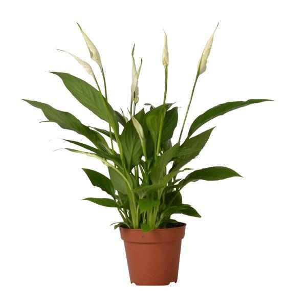 Image of Einblatt Spathiphyllum Bingo Cupido Zimmerpflanze Ø12cm ↕45cm – pflegeleichte Grünpflanze für Wohnzimmer, Büro & helle Standorte kaufen