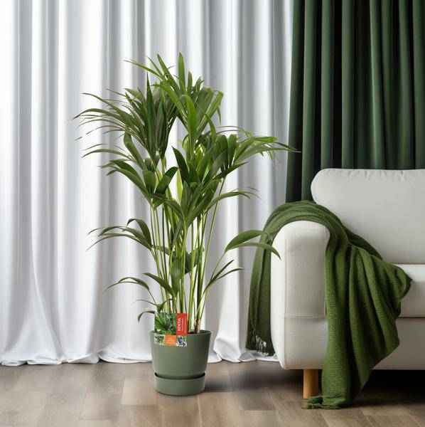 Image of Kentiapalme Howea Forsteriana – Zimmerpflanze Ø24cm ↕120cm – pflegeleichte tropische Grünpflanze luftreinigend für Wohnzimmer Büro Schlafzimmer-3