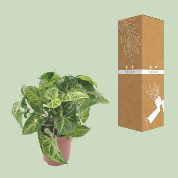 Image of Purpurtute Syngonium Arrow – Ø12cm – ↕25cm – Pflegeleichte Zimmerpflanze mit pfeilförmigem Laub – Grünpflanze für Wohnzimmer, Büro & Pflanzgefäße-2