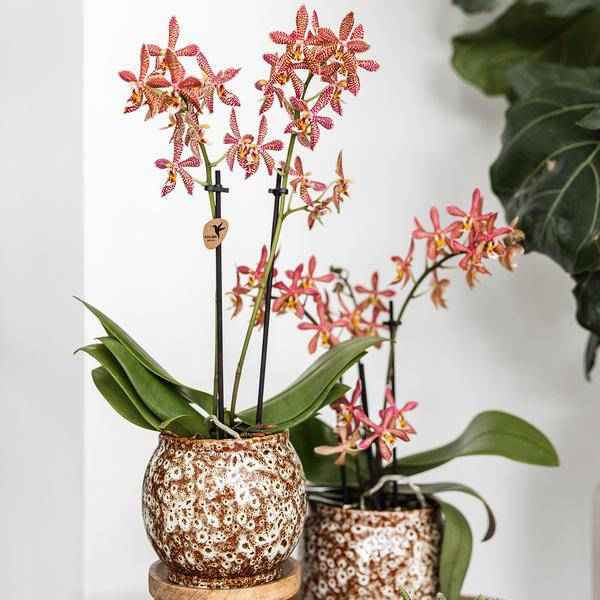 Image of Safari Topf – Dekorativer Keramiktopf – Handgefertigter Blumentopf – Stilvolles Pflanzgefäß für Zimmerpflanzen – Ø12cm-4