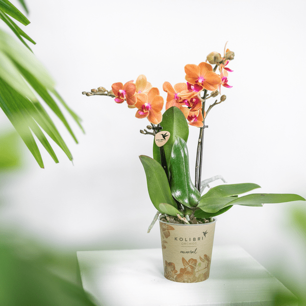 Image of Phalaenopsis Orchidee Zimmerpflanze Ø9cm – blühende Orchidee für Wohnzimmer, Büro & helle Standorte kaufen-1