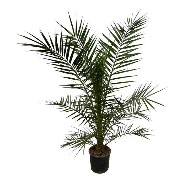 Image of Phoenix Canariensis Kanarische Dattelpalme – Zimmerpflanze – Palme für drinnen & draußen – Höhe 160cm – Ø22cm-0