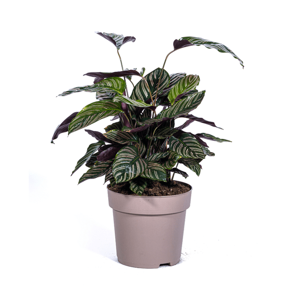 Image of Calathea Ornata Sanderiana – Korbmarante – Zimmerpflanze Ø27cm – ↕60-80cm – Tropische Innenpflanze mit pinken Streifen – Pflegeleicht & dekorativ-0