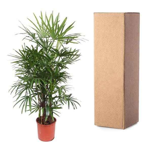 Image of Steckenpalme – Rhapis Excelsa – Zimmerpflanze 190cm – Ø34cm – Pflegeleichte Damenpalme für Wohnzimmer, Büro & Wintergarten – Luftreinigende Palme-2