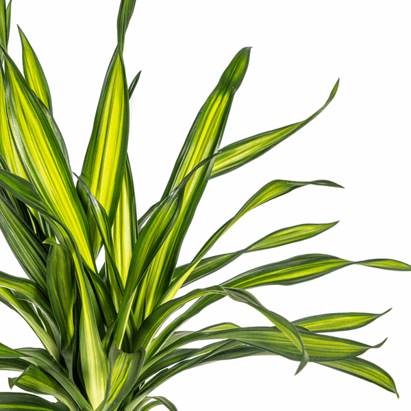 Image of Dracaena deremensis Rikki Drachenbaum 70-90cm 19cm Zimmerpflanze pflegeleicht grüne Blattpflanze für Wohnzimmer Büro Flur dekorative Grünpflanze-2