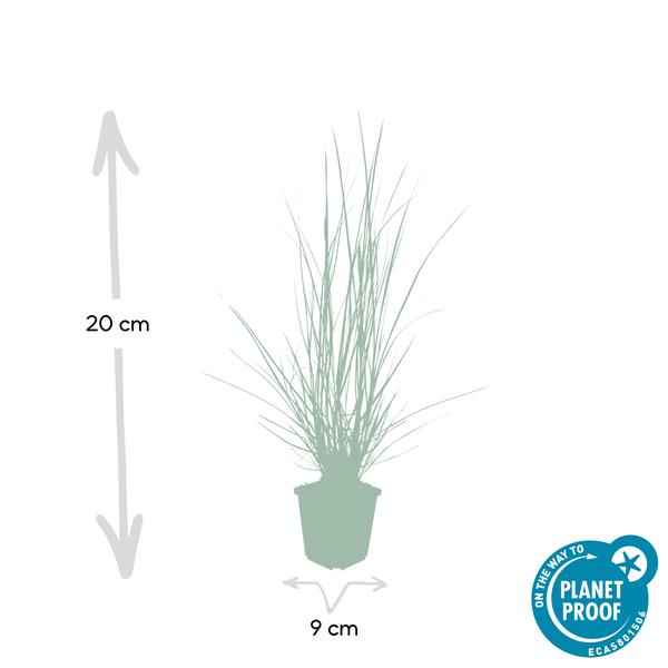 Image of Lampenputzergras Pennisetum alopecuroides 'Hameln' – 60 Pflanzen – Ziergras – Elegantes Gartenhighlight – Cremefarbene Blüten – Pflegeleicht-3