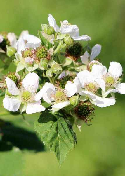 Image of Himbeere Rubus idaeus 'Malling Promise' – Selbstbestäubende Sommer-Himbeere – 100% biologisch – Ø13cm – ca. 45cm Höhe – Leckere rote Früchte