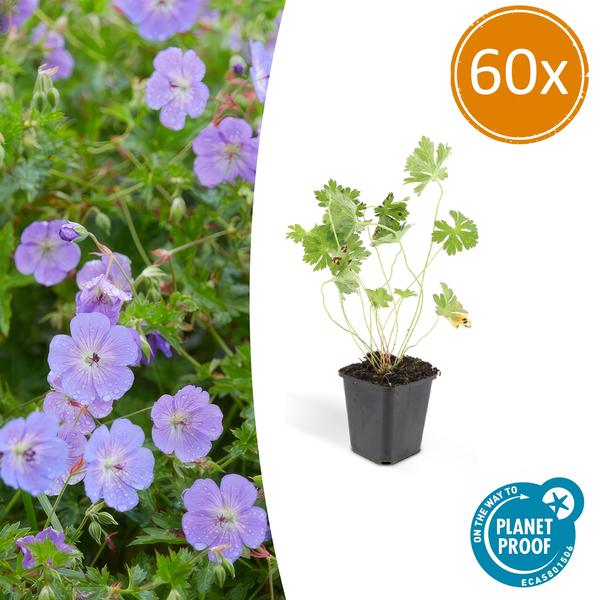 Image of Storchschnabel Geranium Rozanne – 60 Pflanzen – ↕10-25cm – Ø9cm – Robuste Bodendecker – Pflanze – Lilafarbene Blüten von Mai bis Herbst-1