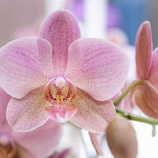 Image of Überraschungsbox mit 4 verschiedenen Kolibri Orchideen – 12cm – Zimmerpflanzen – Set – Frisch vom Bauern – Perfekt als Geschenk oder für Orchideenfans
