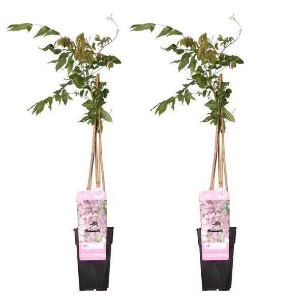 Image of Rosa Blauregen – Wisteria floribunda 'Rosea' – 2 Pflanzen – Ø15cm – ca. 65cm hoch-0