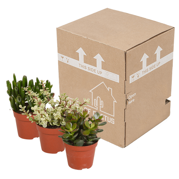 Image of Dickblatt Crassula Mix – 3 Zimmerpflanzen – Ø8,5cm – Sukkulenten Mischung in verschiedenen Formen & Farben – pflegeleicht & dekorativ-4