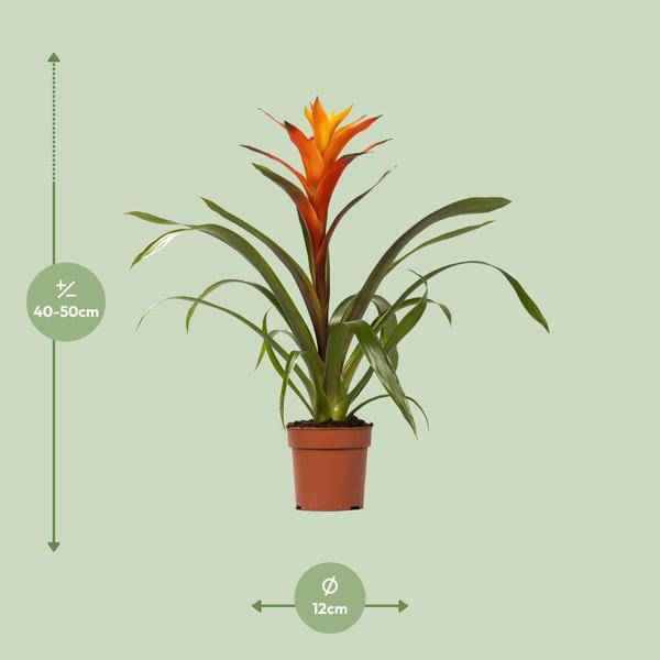 Image of Bromelie – Guzmania Variada – Zimmerpflanze – Ø12cm – ↕50cm – Exotische Blühpflanze für Innenräume – Pflegeleicht & dekorativ-1