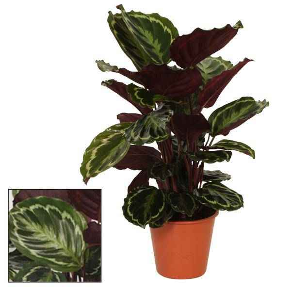 Image of Blumentopf Rot Korb Ø19cm ↕75cm – moderner Pflanztopf für Zimmerpflanzen, Sukkulenten, Kakteen & Kräuter-0