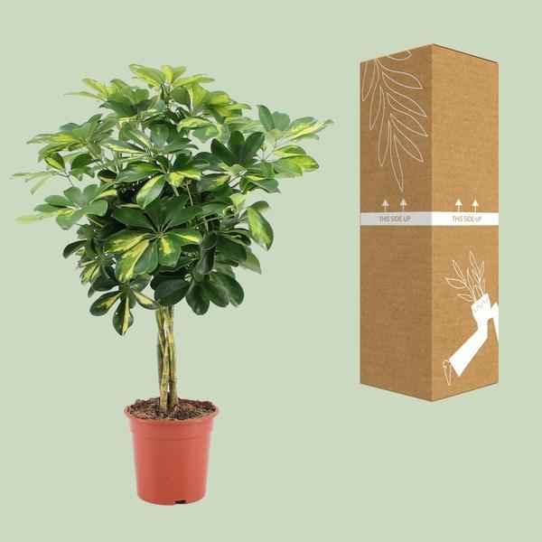 Image of Strahlenaralie Schefflera Arboricola Zimmerpflanze Ø19cm ↕75cm – pflegeleichte Grünpflanze für Wohnzimmer, Büro & helle Standorte kaufen
