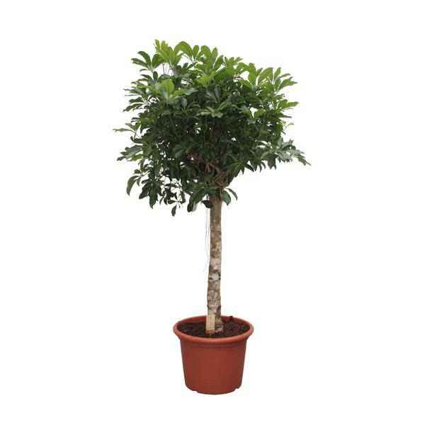 Image of Strahlenaralie – Schefflera Arboricola Compacta – Zimmerpflanze – 180cm – Ø35cm – Tropische Grünpflanze mit großen Blättern für Wohnzimmer und Büro-0