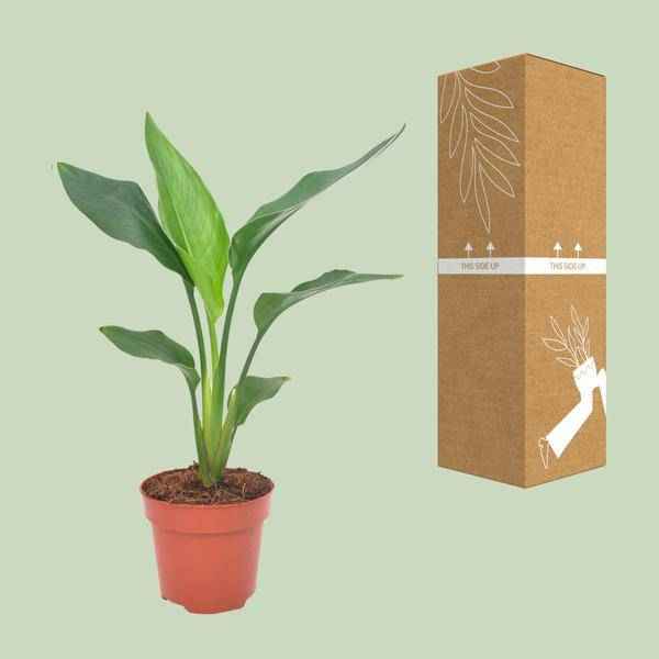 Image of Paradiesvogelblume – Strelitzia reginae – Zimmerpflanze – Ø12cm – ↕40cm – exotische Bird of Paradise Pflanze für Wohnzimmer & Büro-2