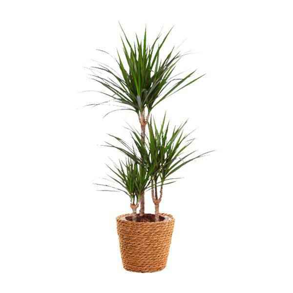 Image of Drachenbaum – Dracaena Marginata – Zimmerpflanze – Ø21cm – ↕95cm Höhe – Pflegeleichte exotische Grünpflanze für Zuhause & Büro-0