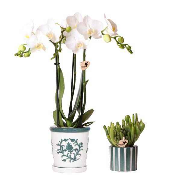 Image of Orchidee Amabilis Weiß im Malaga – Topf Ø9cm + Sukkulente im Painted Stripe – Topf Grün Ø6cm – Elegantes 2er Pflanzenset
