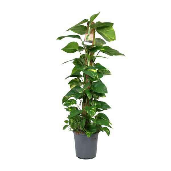 Image of Efeutute Scindapsus Epipremnum – Zimmerpflanze – Ø24cm 120cm hoch – Pflegeleichte Kletterpflanze mit leuchtend grünem Laub – Ideal für Halbschatten – Fabien Pflanzen