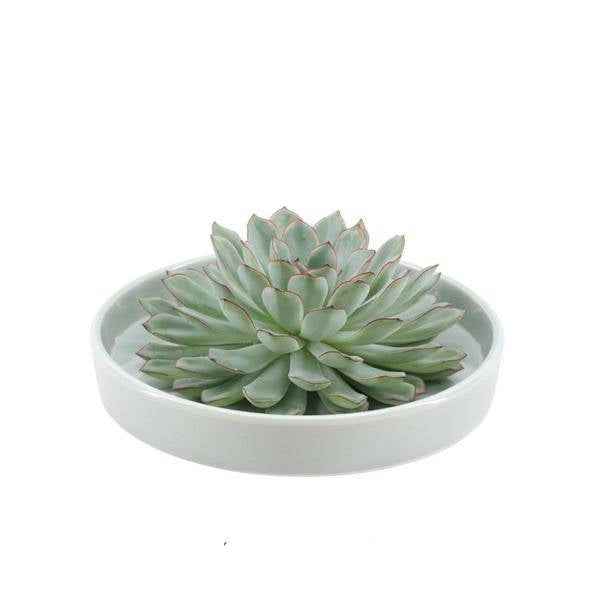 Image of Sukkulente – Echeveria pulidonis Rootless – Ø20cm Schale Grün – Zimmerpflanze ohne Wurzeln – Pflegeleichte Schnitt