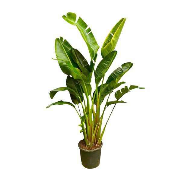 Image of Baum – Strelitzie – Strelitzia Augusta mehrstämmig XXL – 250cm – Ø50cm – Weißer Paradiesvogel