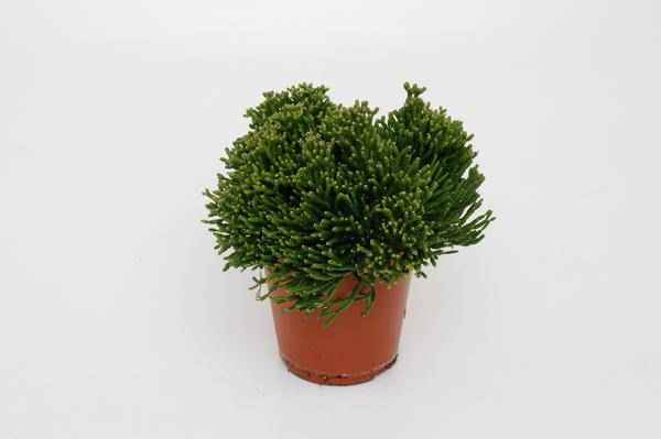 Image of Binsenkaktus – Hatiora salicornioides – Ø12cm – ca. 15cm hoch – Exotische Zimmerpflanze mit bizarrer Struktur – Pflegeleicht & dekorativ-0