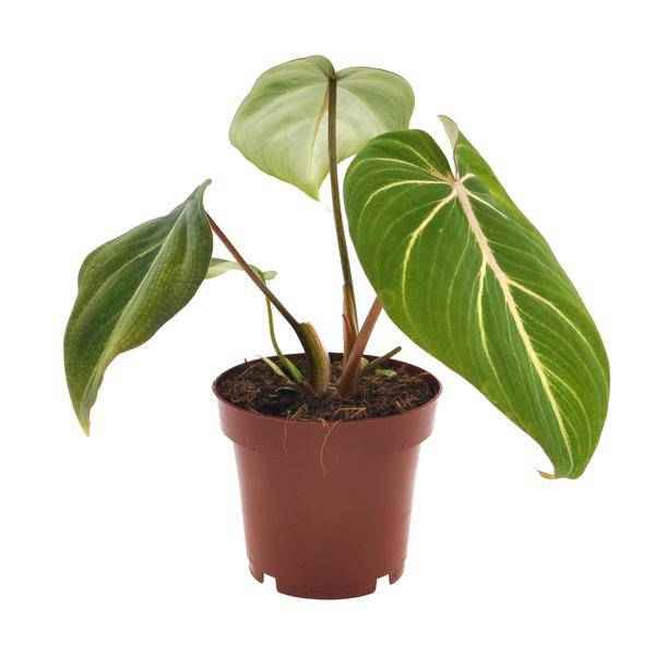 Image of Philodendron Selloum Atom – Baumfreund – Ø12cm – Höhe ca. 25cm – Kompakte Zimmerpflanze mit tiefgrünen, geteilten Blättern-0
