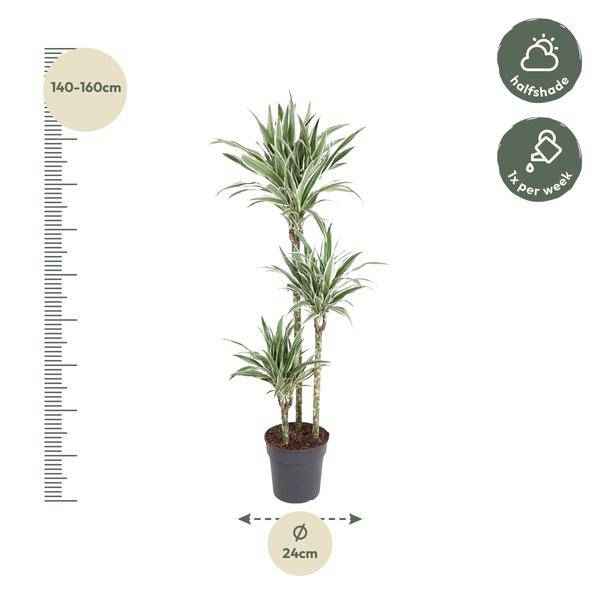 Image of Drachenbaum Zimmerpflanze Ø24cm ↕150cm – pflegeleichte Grünpflanze für Wohnzimmer, Büro & helle Standorte kaufen-1