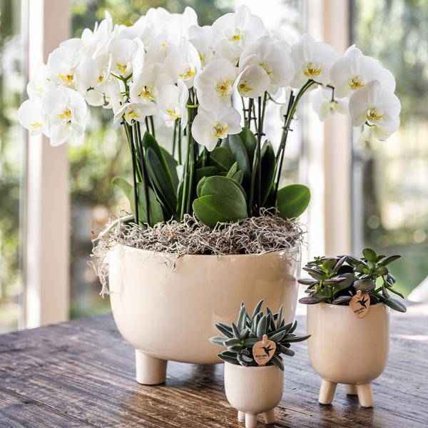 Image of Gummitopf – Travertin – Ø9cm – Keramik Blumentopf in Natursteinoptik – Ziertopf für Zimmerpflanzen, Sukkulenten & Orchideen – Stilvolle Wohnraumdeko-2