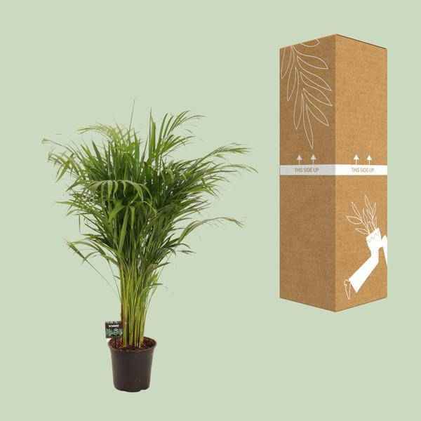 Image of Goldfruchtpalme Dypsis lutescens Zimmerpflanze Ø21cm ↕110cm – tropische Grünpflanze für Wohnzimmer, Büro & helle Standorte kaufen-2