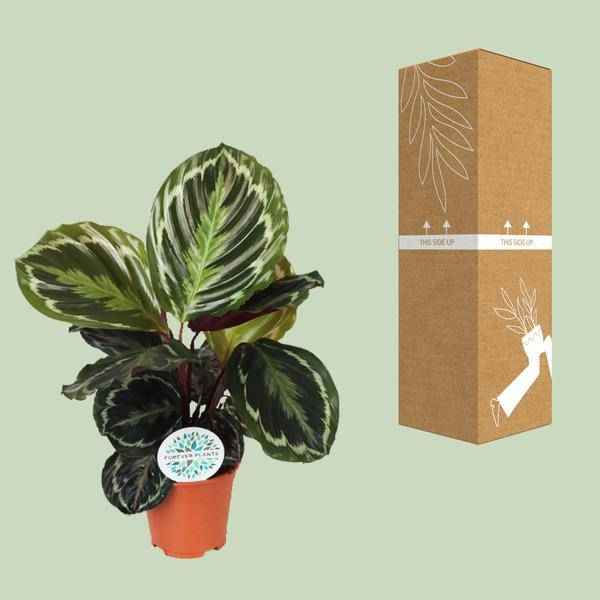 Image of Korbmarante Calathea Medaillon – Zimmerpflanze Ø14cm ca. 45cm hoch – Exotische Blattpflanze mit lebhaften Mustern – Pflegeleicht im Halbschatten-2
