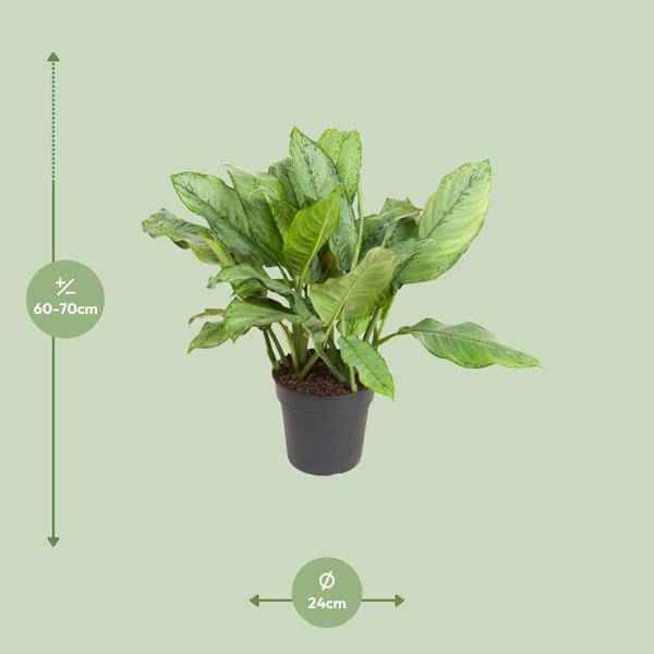Image of Kolbenfaden Aglaonema B.J. Freedman Zimmerpflanze Ø24cm ↕70cm – pflegeleichte Grünpflanze für Wohnzimmer, Büro & helle Standorte kaufen