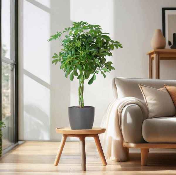 Image of Schefflera Arb Nora – Strahlenaralie – Zimmerpflanze inkl. Übertopf – ↕70cm – Ø21cm – Kletterpflanze mit auffälligen Handblättern