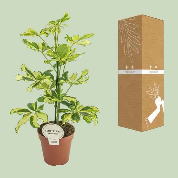 Image of Strahlenaralie Schefflera Charlotte Zimmerpflanze Ø13cm ↕45cm – pflegeleichte Grünpflanze für Wohnzimmer, Büro & helle Standorte kaufen-2