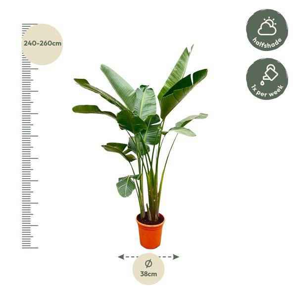 Image of Strelitzia Augusta – Baum – Strelitzie XXL – Weißer Paradiesvogel – 250cm hoch – Ø38cm – Zimmerpflanze mit großen Fächerblättern