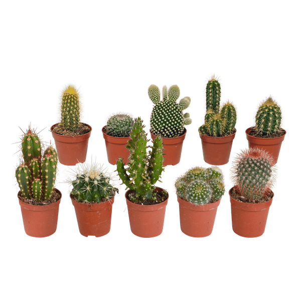 Image of Kakteen Mix – 3 Zimmerpflanzen – Ø8,5cm – Verschiedene Kakteen im Mix – Pflegeleichte Sukkulenten – Mini – Kakteen für Fensterbank, Büro & Wohnzimmer-6