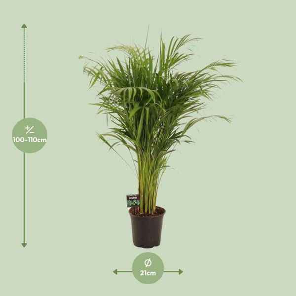 Image of Goldfruchtpalme Dypsis lutescens Zimmerpflanze Ø21cm ↕110cm – tropische Grünpflanze für Wohnzimmer, Büro & helle Standorte kaufen-1