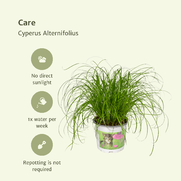 Image of Katzengras Cyperus Alternifolius Zimmerpflanze Ø12cm ↕20cm – pflegeleichte Grünpflanze für Wohnzimmer, Büro & helle Standorte kaufen-4