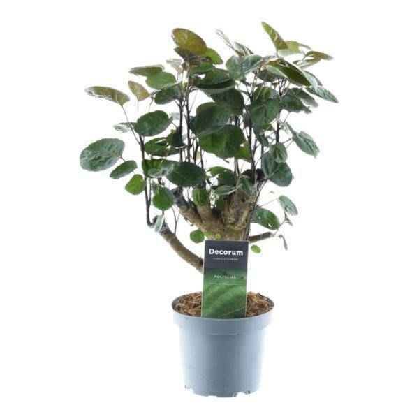 Image of Polyscias Fabian – Fiederaralie – Zimmerpflanze – Tropische Grünpflanze – Dekopflanze für Wohnzimmer & Büro – Pflegeleicht – ↕45cm – Ø12cm-0