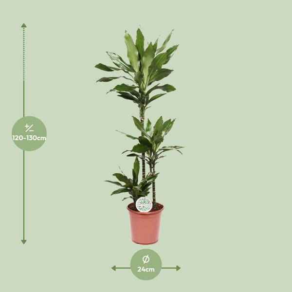 Image of Drachenbaum – Dracaena Janet Lind – Zimmerpflanze – Ø24cm – ↕130cm – Pflegeleichte Grünpflanze für Zuhause & Büro-1