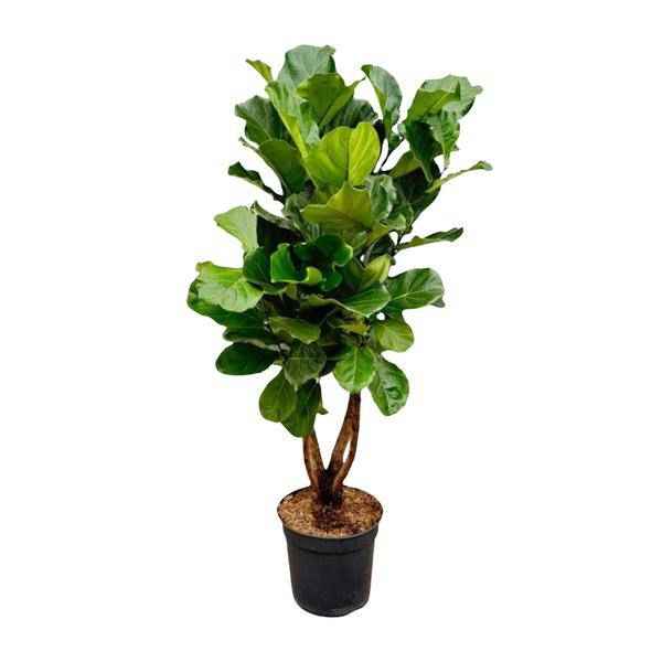 Image of Geigen – Feige – Ficus Lyrata – Zimmerpflanze 200cm – Ø32cm – XXL – Pflanze mit großen geigenförmigen Blättern – Pflegeleicht-0