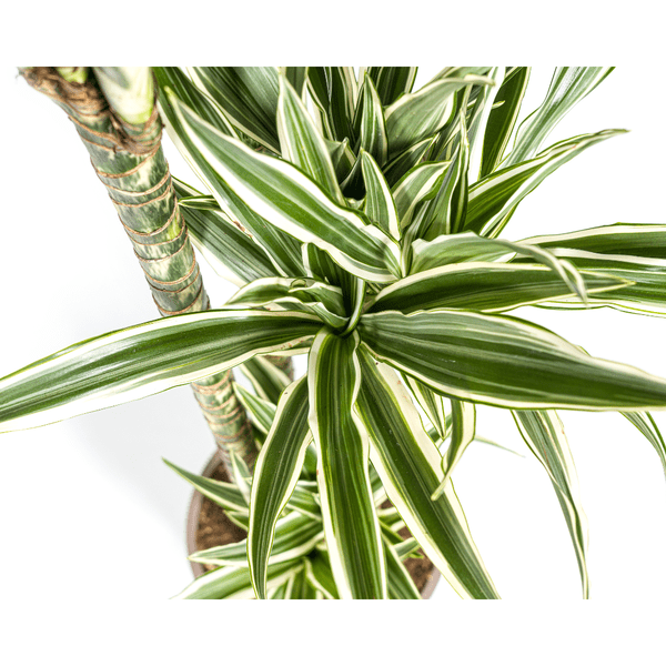 Image of Drachenbaum Dracaena Deremensis White Stripe Zimmerpflanze Ø27cm ↕180cm – pflegeleichte Grünpflanze für Wohnzimmer, Büro & helle Standorte kaufen-3