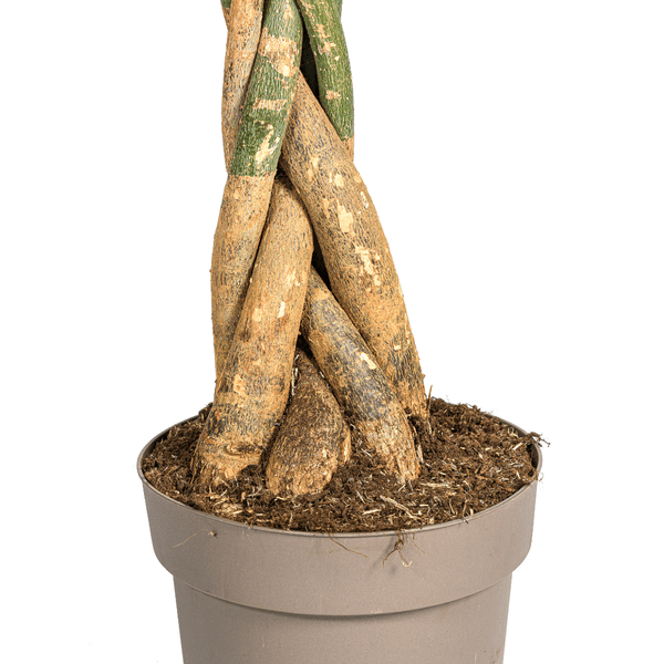 Image of Glückskastanie – Pachira Aquatica – Zimmerpflanze – Ø30cm – Höhe 160-180cm – Geflochtener Stamm & glänzende Blätter – Exotisch & pflegeleicht-1